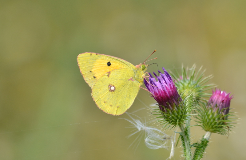 Oranje luzernevlinder