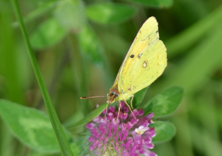 Oranje luzernevlinder