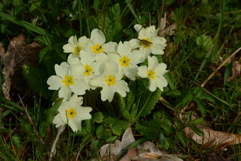 Stengelloze Sleutelbloem