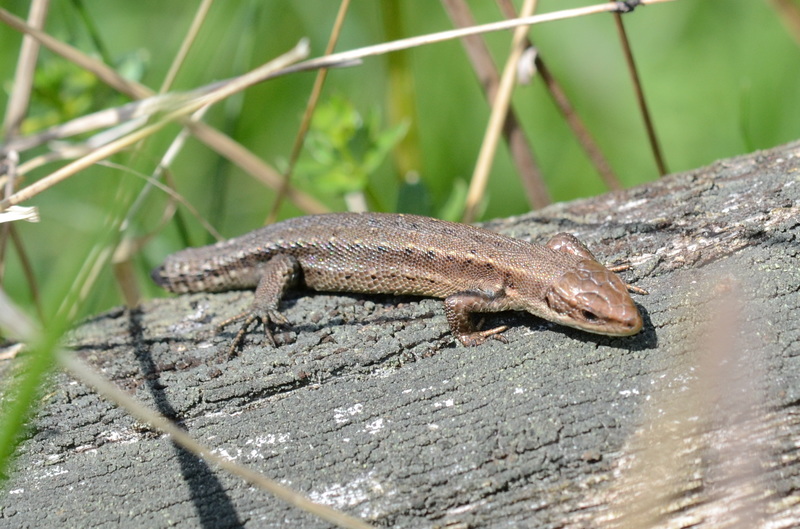 Levendbarende hagedis