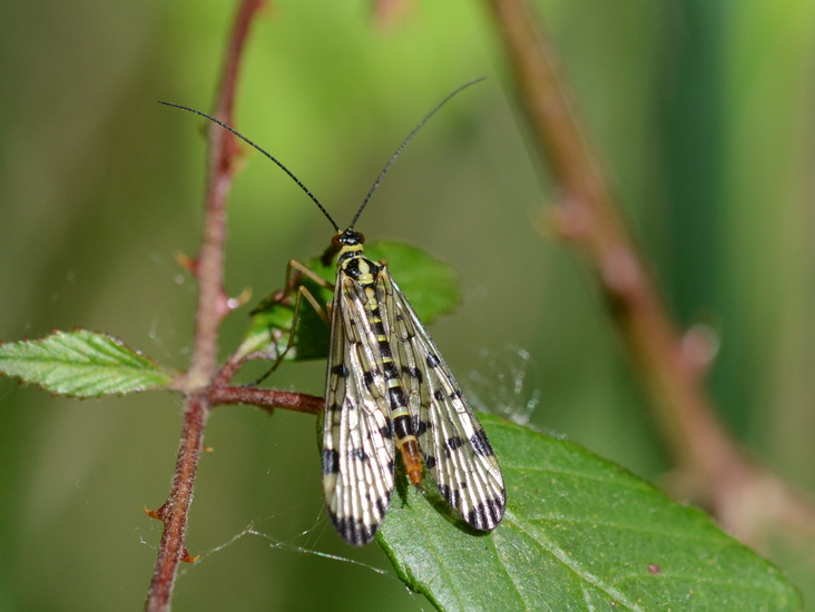 Schorpioenvlieg