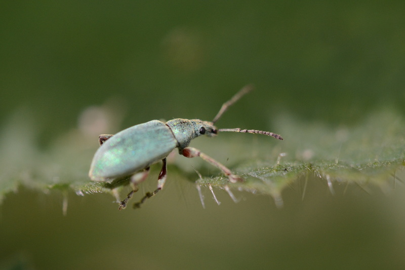 Groene snuitkever