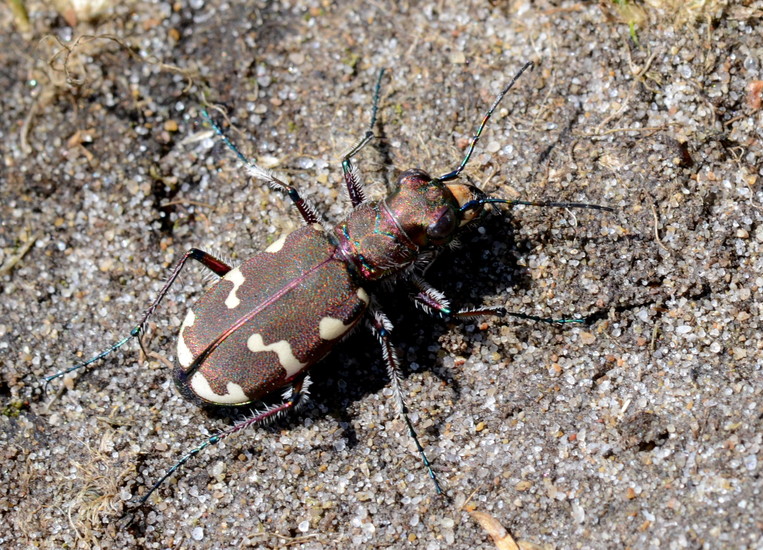 Basterd zandloopkever