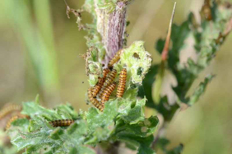 Jonge rupsen van de Sint Jacobsvlinder