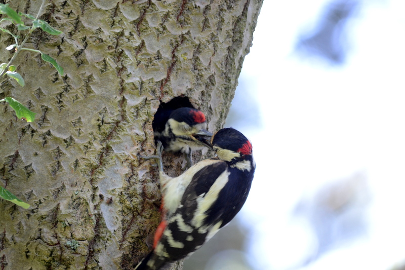 Grote Bonte Specht met jong