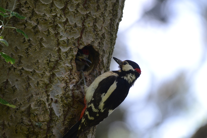 Grote Bonte Specht met jong