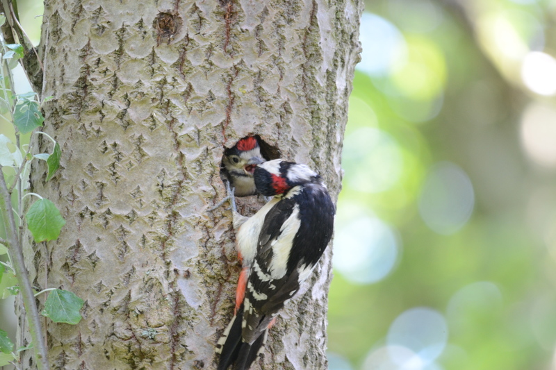Grote Bonte Specht met jong