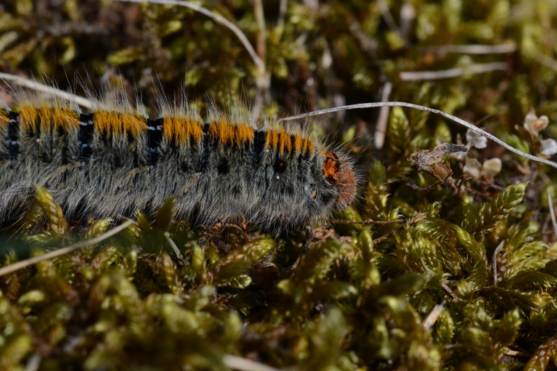 Rups van de kleine hageheld