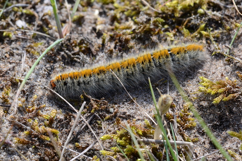 Rups van de kleine hageheld