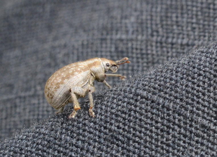 Grijze bolsnuitkever