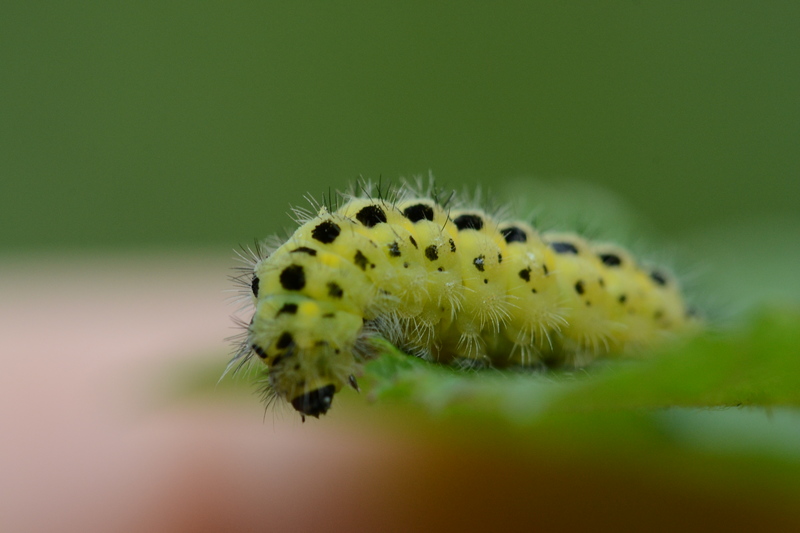 Rups van de Sint Jansvlinder