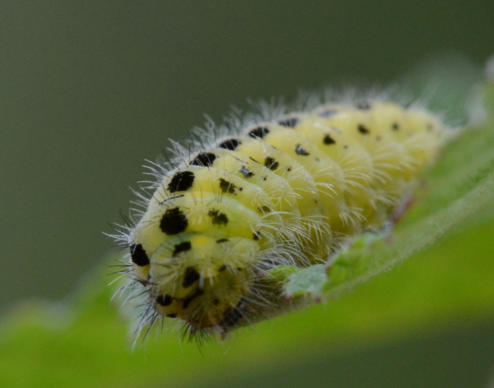 Rups van de Sint Jansvlinder