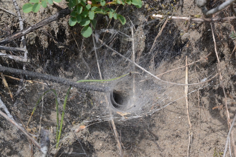 Spinnenweb trechterspin