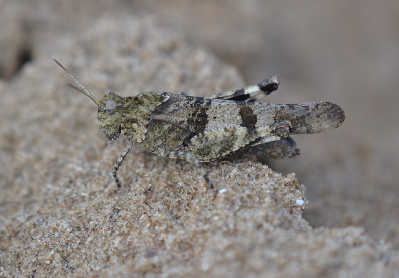 Blauwvleugel sprinkhaan