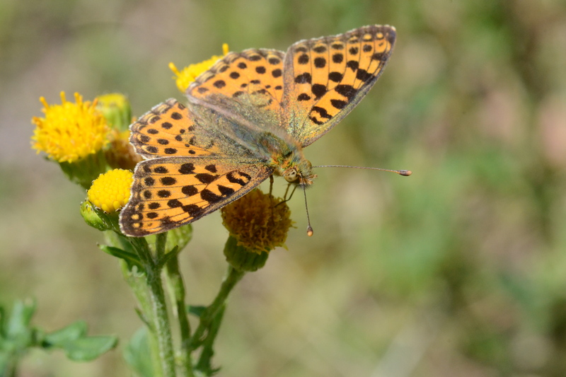 Kleine parelmoervlinder