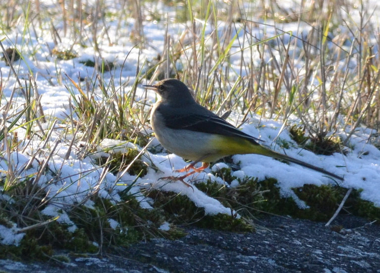Grote gele kwikstaart