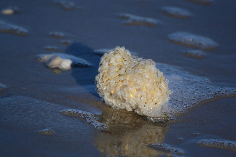 Eieren van een Wulk.