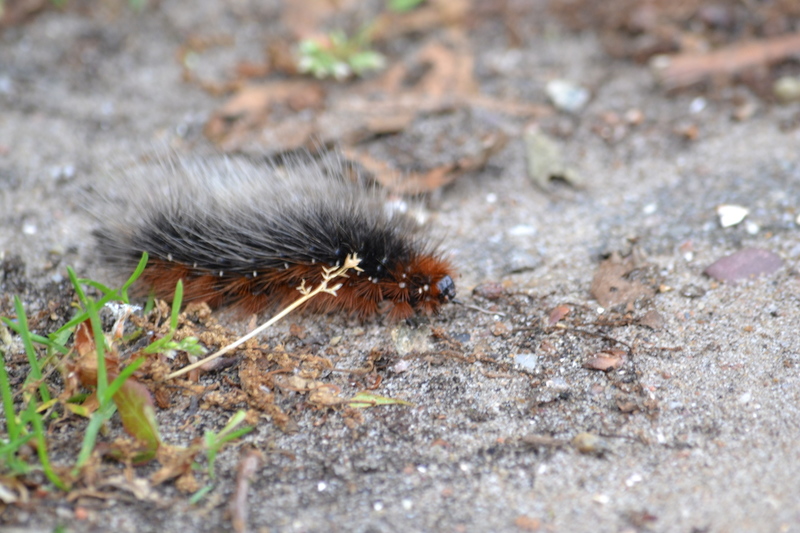 Rups van de grote beer
