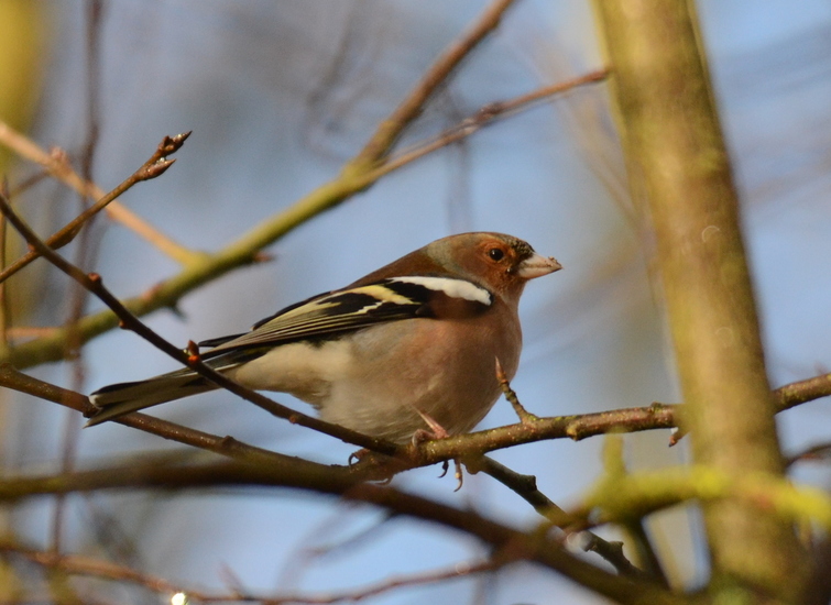 Vink