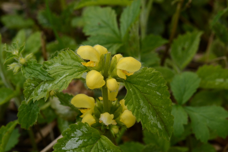 Bonte gele dovenetel (Lamium galeobdolon).