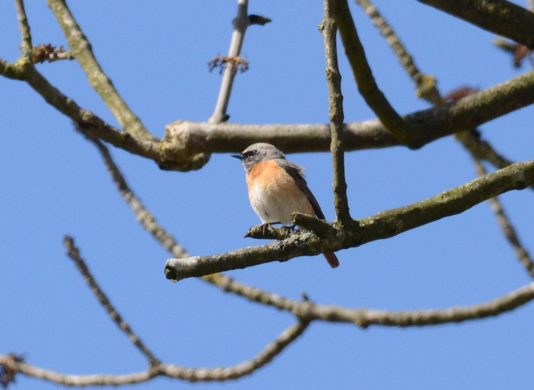 Gekraagde roodstaart