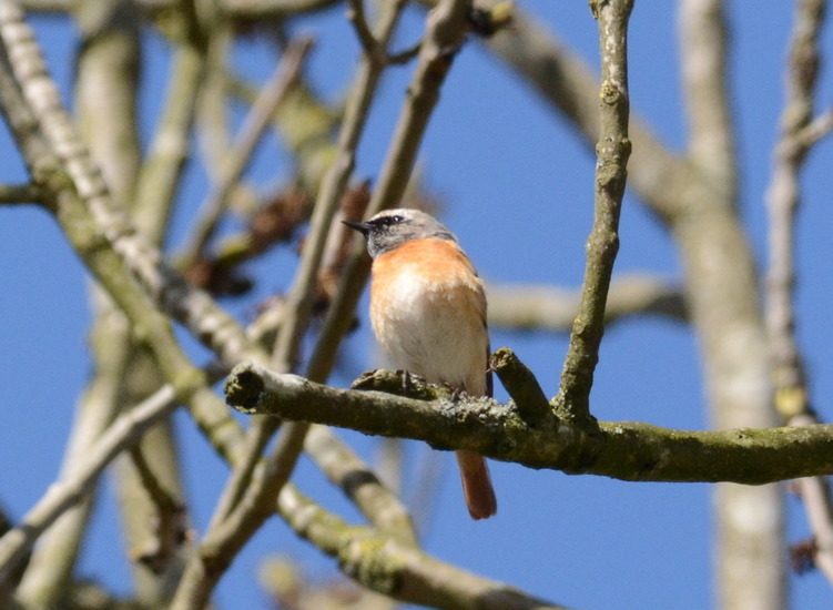 Gekraagde roodstaart