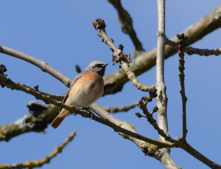Gekraagde roodstaart