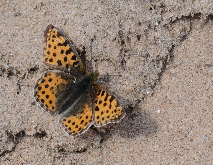 Kleine parelmoervlinder