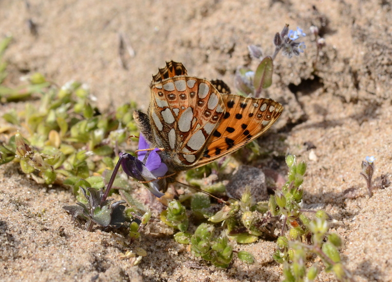 Kleine Parelmoervlinder