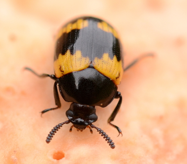 Boletenzwartlijfkever