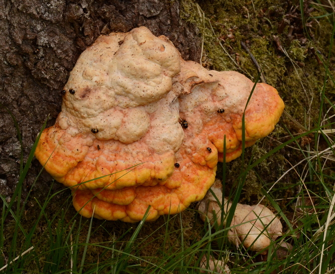 Boletenzwartlijfkever