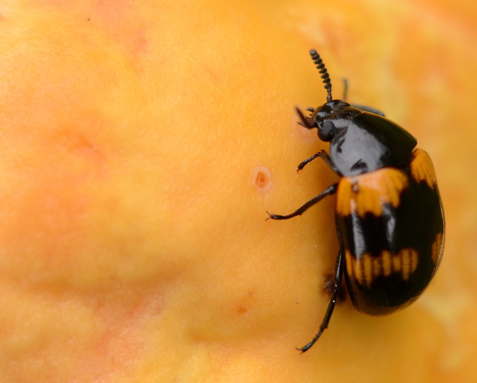 Boletenzwartlijfkever