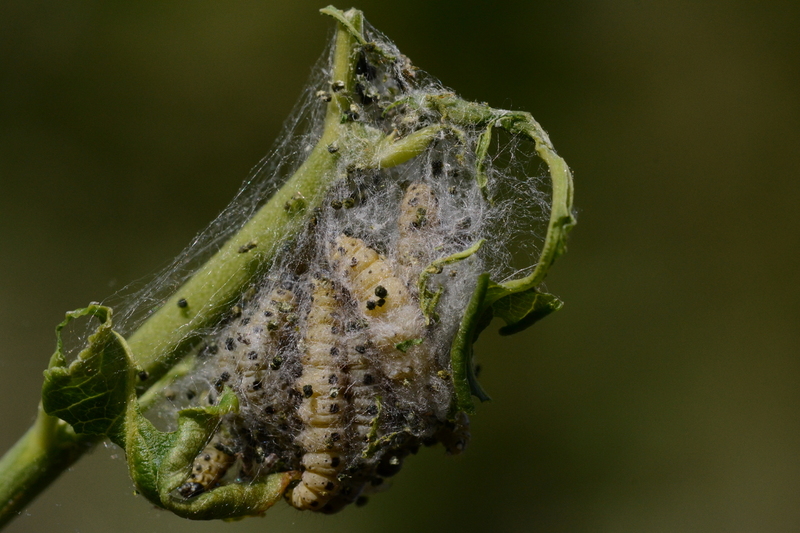 Rups Kardinaalsstippelmot