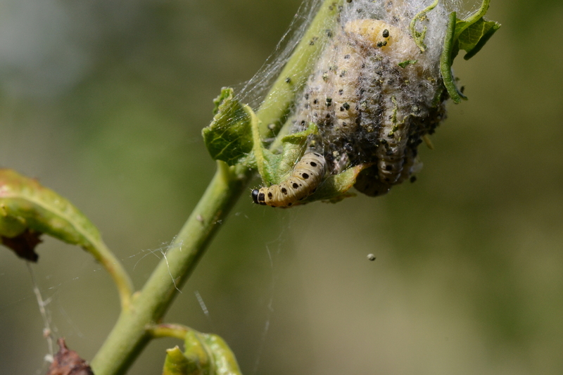 Rups Kardinaalsstippelmot