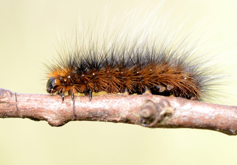 Rups van de Grote Beer