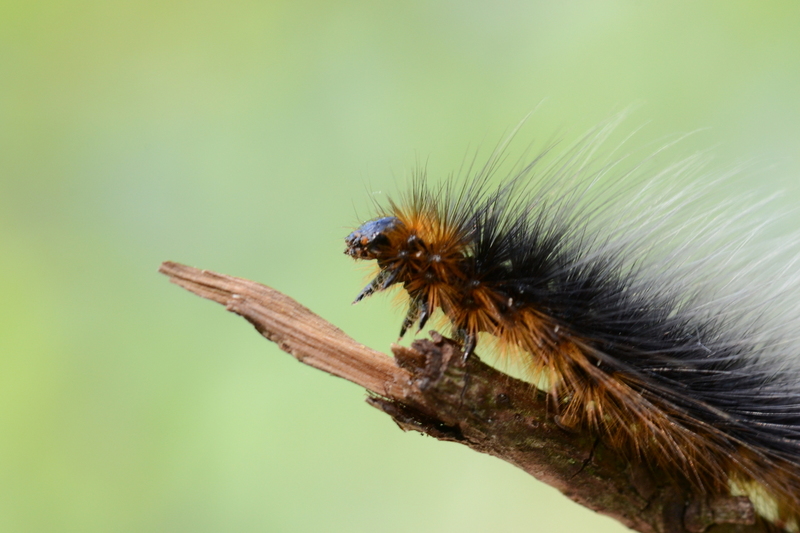 Rups van de Grote Beer