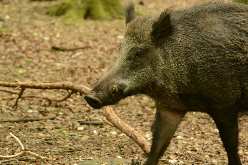 Wilde Zwijnen