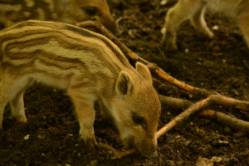 Wilde Zwijnen