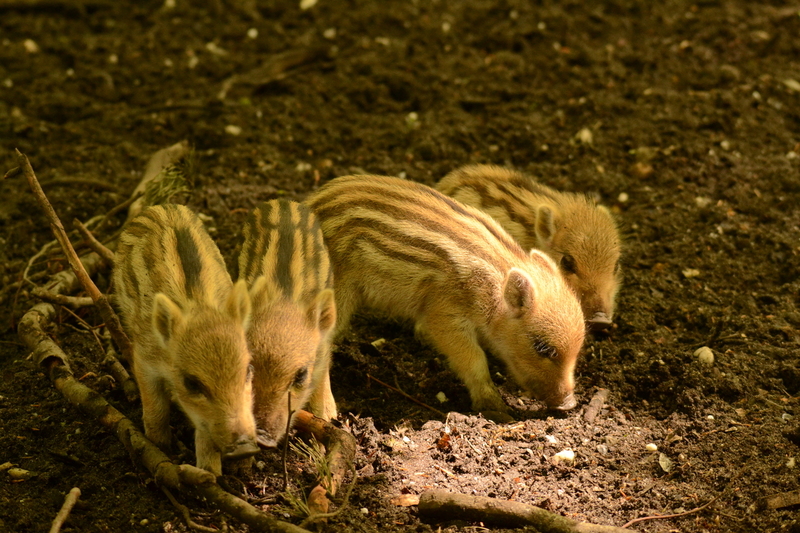 Wilde Zwijnen
