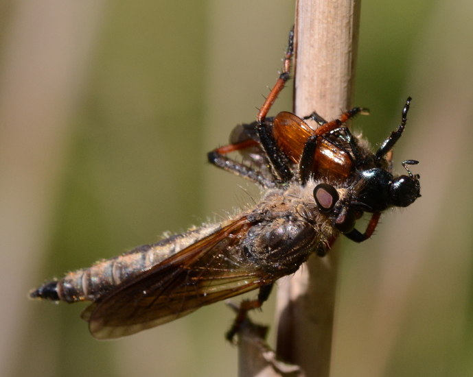 Roofvlieg