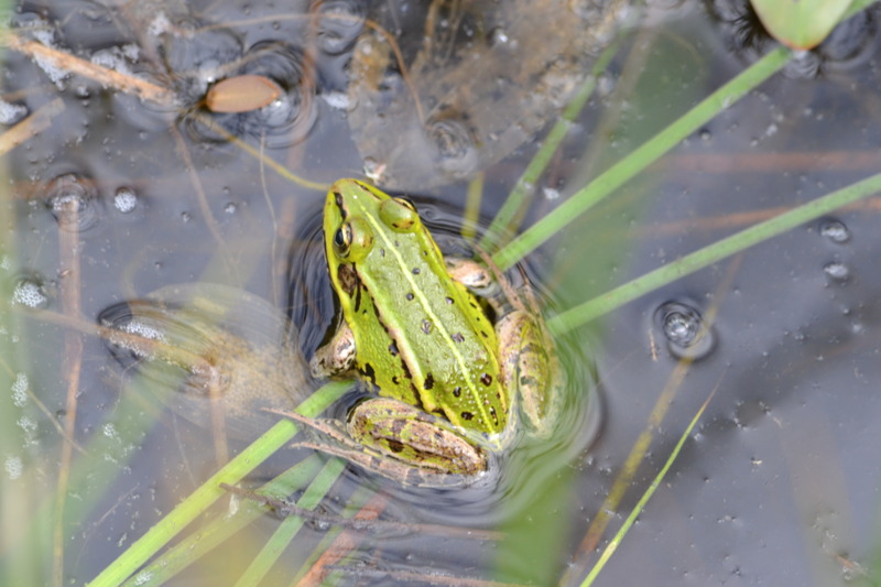Groene kikker.