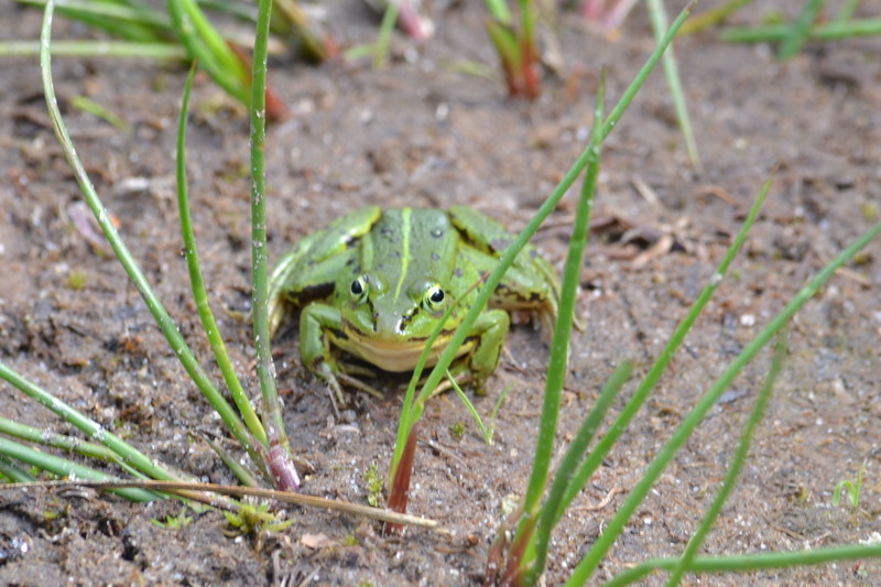 Groene kikker.