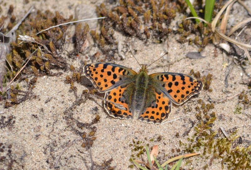 Kleine parelmoervlinder
