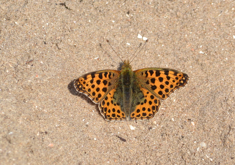 Kleine parelmoervlinder