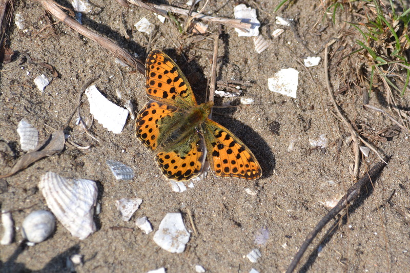 Kleine parelmoervlinder