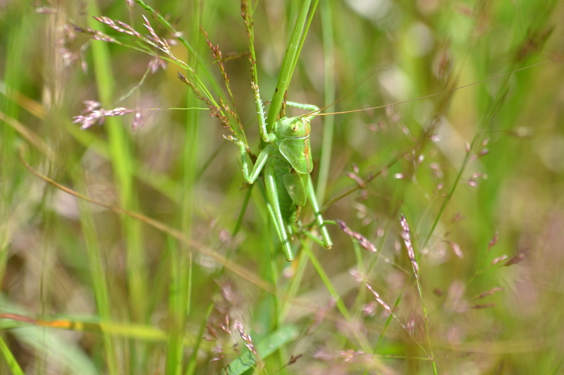 Grote sabelsprinkhaan