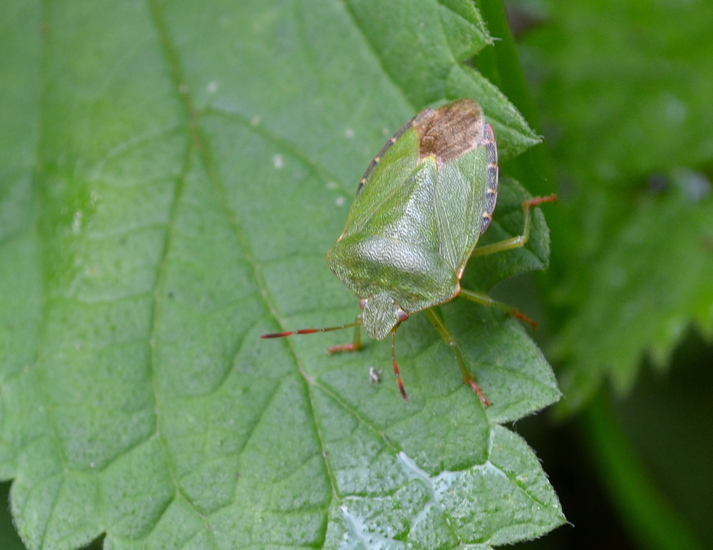 Groene schildwants (Palomena prasina).