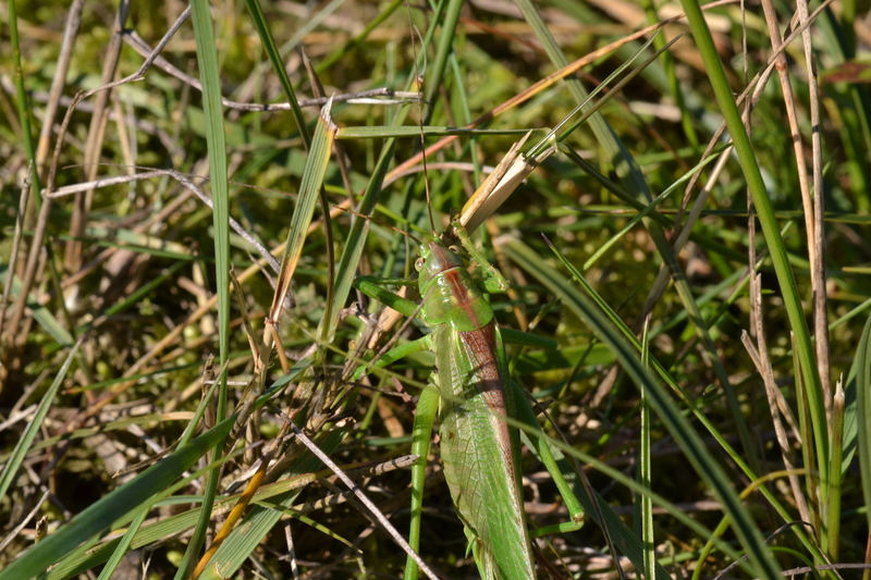 Grote sabelsprinkhaan