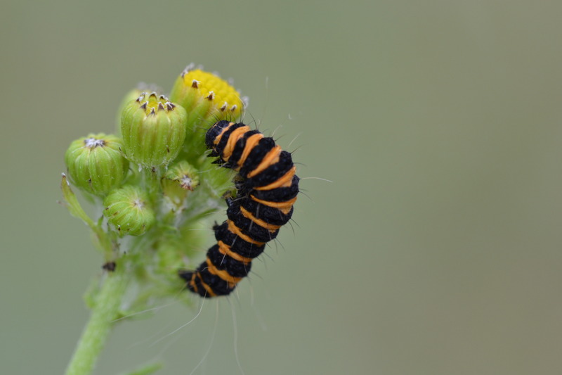 Rups van de Sint Jacobsvlinder