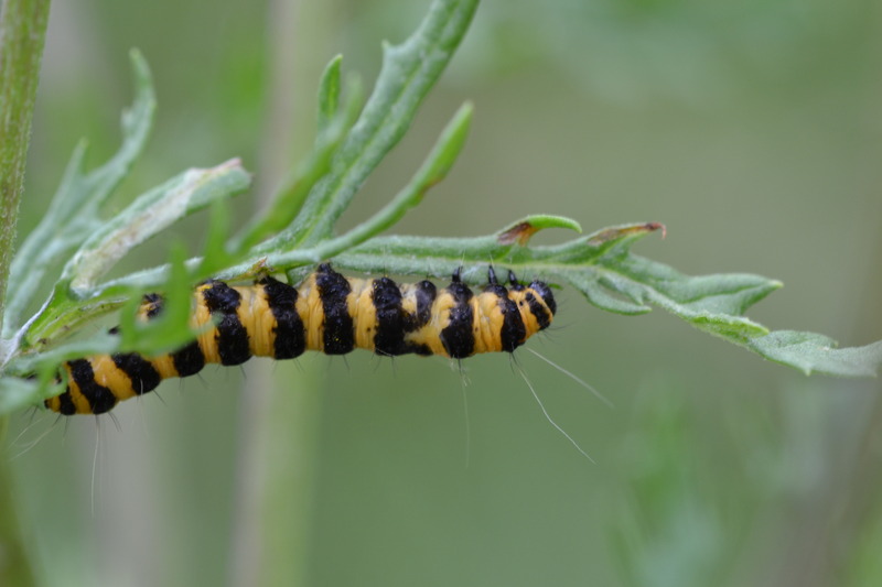 Rups van de Sint Jacobsvlinder